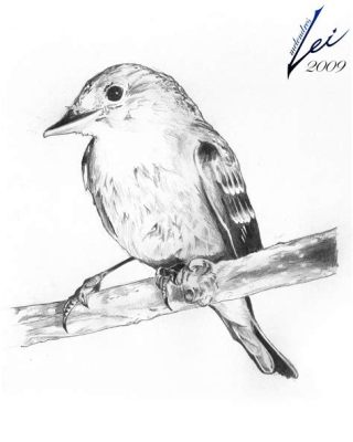 how to sketch birds: exploring the art of bird sketching through diverse perspectives